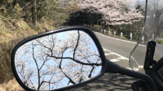 琵琶湖岸桜並木