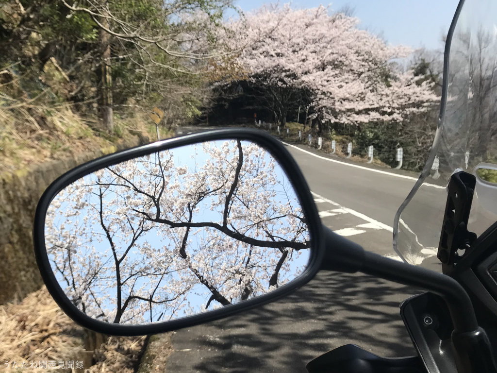 琵琶湖岸桜並木