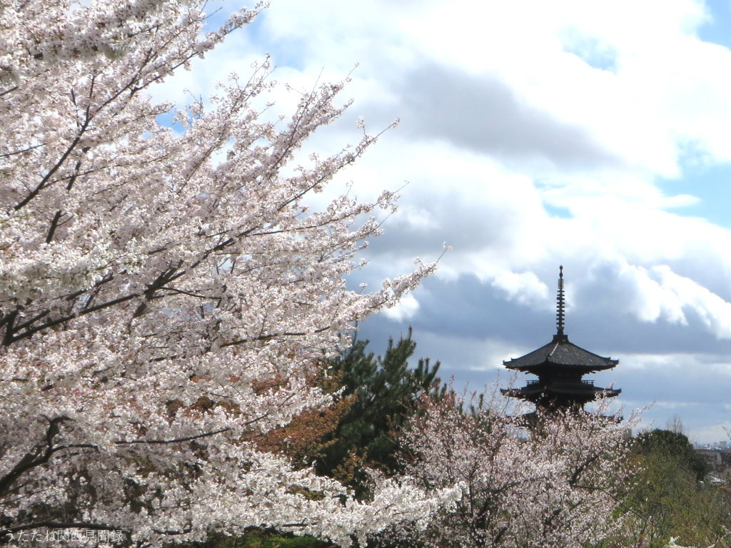 京都 桜の名所