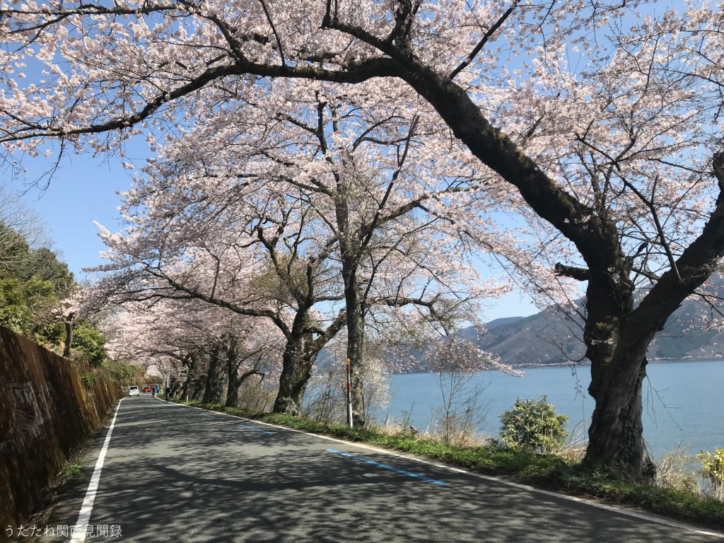 琵琶湖と桜並木