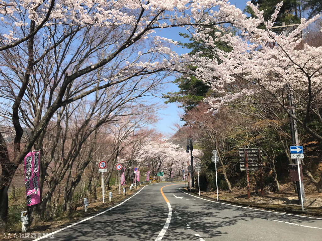 つづら尾崎展望台の桜