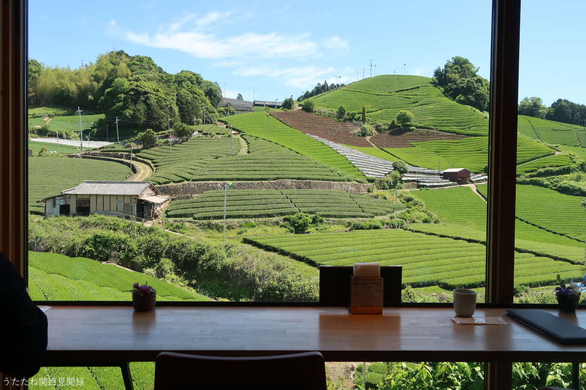 和束の茶畑